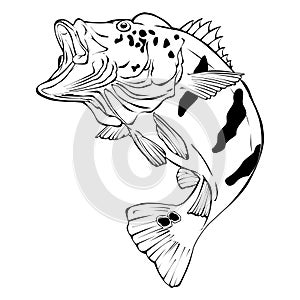 Peacock Bass Vector Illustration