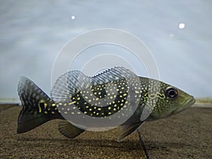 Peacock bass Xingu photo