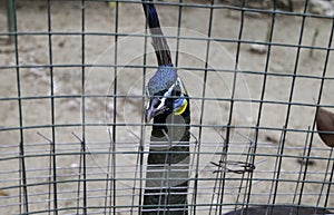 Peacock beak and face behind cage.