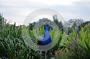 Peacock with a beautiful background