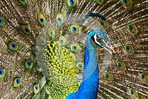 Peacock