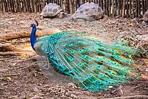 Peacock photo