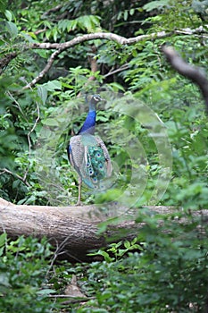 Peacock the beautiful image