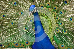 Peacock 3