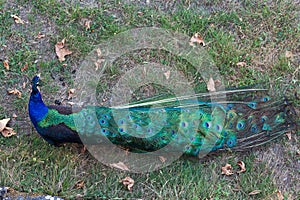 Peacock , beautiful representative exemplar of male peacock photo