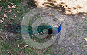 Peacock , beautiful representative exemplar of male peacock photo