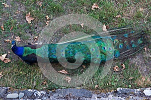 Peacock , beautiful representative exemplar of male peacock photo