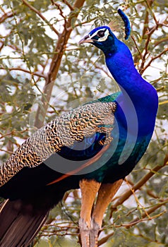 Peacock a beautiful royal Bird