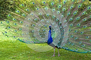 Peacock