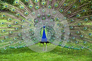 Peacock photo