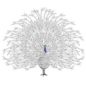 Peacock beauty bird outline low-polygon on a white background watercolor vector illustration editable hand drawn