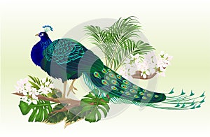 Peacock beauty exotic bird natural and tropical flowers watercolor vintage vector illustration editable