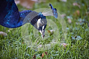 Peacock beauty portrait closeup with blue feathers and beautiful headdress