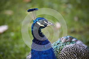 Peacock beauty portrait closeup with blue feathers and beautiful headdress