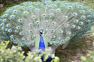 Peacock begins the call of his courtship ritual