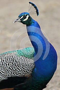 Peacock Bird