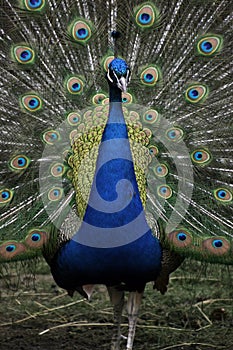 Peacock Bird