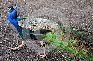 Peacock bird animal zoo wild pet feathers close up portrait peacock eye exotic tropical