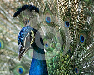 Peacock bird Stock Photos.  Peacock bird head close-up profile view portrait.  Peacock bird, the beautiful colorful bird