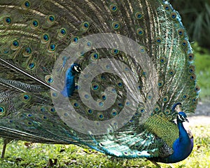 Peacock bird stock photos. Image. Portrait. Picture. Colourful bird. Beautiful bird. Blue and green plumage. Fan tail. Courtship