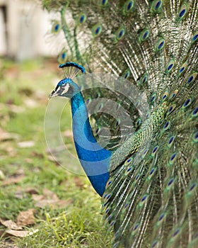 Peacock bird stock photos. Image. Portrait. Picture. Colourful bird. Beautiful bird. Blue and green plumage. Fan tail. Courtship