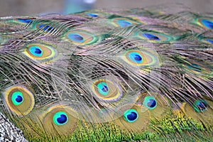 Peacock bird colorful feather - pattern