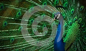 Peacock bird with feathers. Indian peafowl