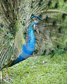 Peacock bird Stock Photos.  Peacock bird close-up profile view. Peacock bird, the beautiful colorful bird. Courtship. Fan tail