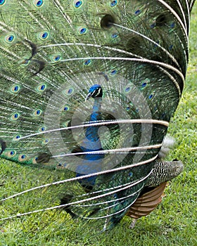 Peacock bird Stock Photos.  Peacock bird close-up profile view. Peacock bird, the beautiful colorful bird