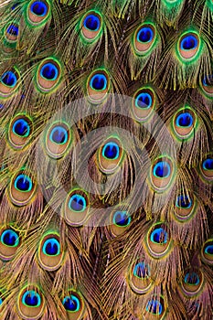 Peacock bird tail feathers in close up