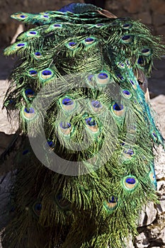 Peacock bird in town Chefchouen photo