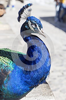 Peacock bird in town Chefchouen photo