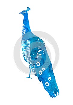 Peacock bird. Watercolor illustration isolated on white