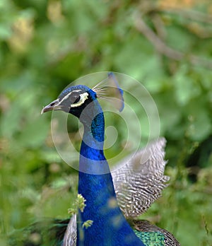 Peacock bird in zoopark Chomutov