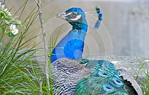 Peacock with blue feathers