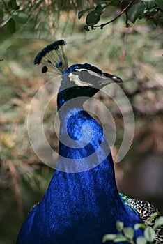 Peacock Blue Feathers Head View