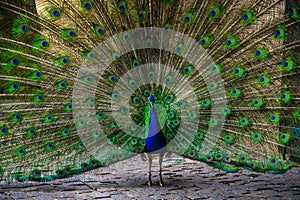 Peacock blue and green photo