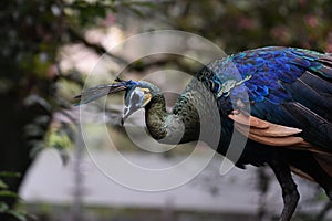 Peacock with a blue-patterned head