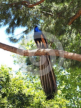 peacock in a brench