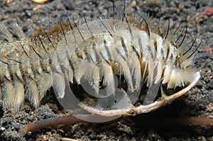 Peacock Bristle Worm