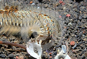 Peacock Bristle Worm