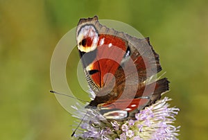 Peacock Butterfliy