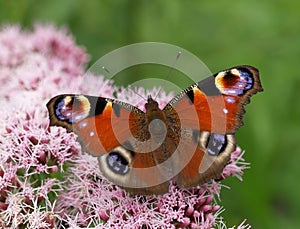 Peacock butterfly photo