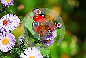 Peacock Butterfly