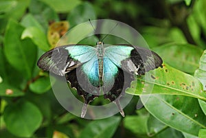 Peacock Butterfly