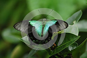 Peacock Butterfly