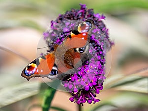 Peacock Butterfly