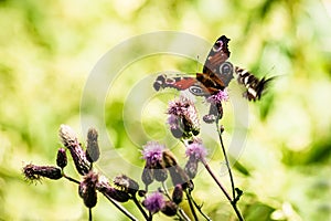 The peacock butterfly