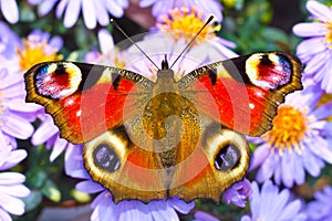 Peacock butterfly img