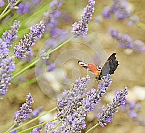 Peacock Butterfly